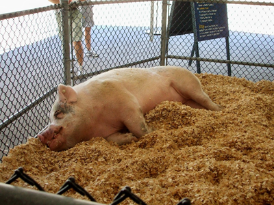 State Fair of Texas 2009 (14).JPG